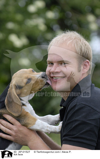 Welpe leckt Gesicht ab / lick face / AP-01527