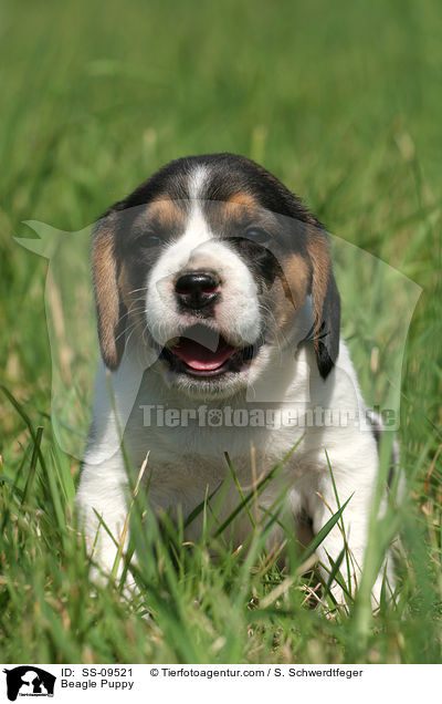 Beagle Welpe / Beagle Puppy / SS-09521