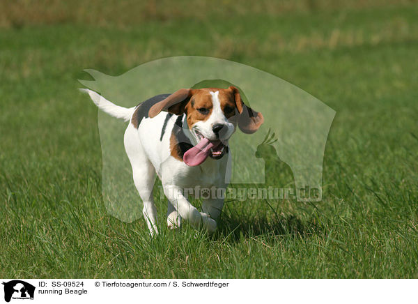 running Beagle / SS-09524