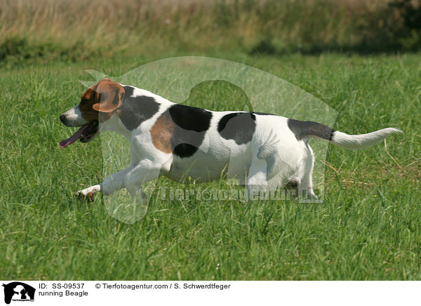 rennender Beagle Rde / running Beagle / SS-09537