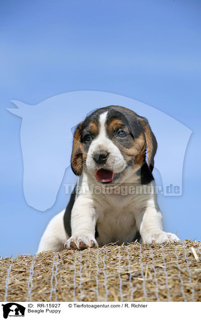 Beagle Welpe / Beagle Puppy / RR-15927