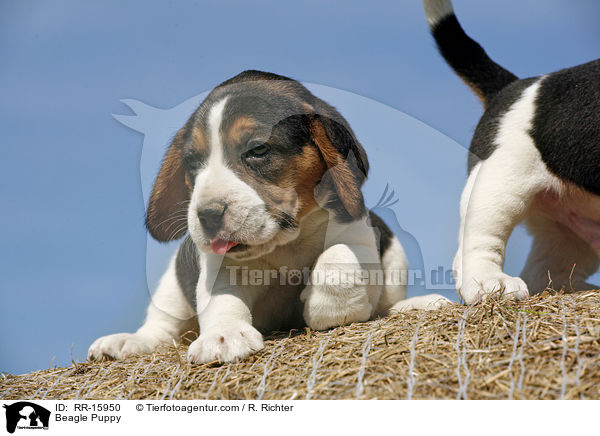 Beagle Welpe / Beagle Puppy / RR-15950