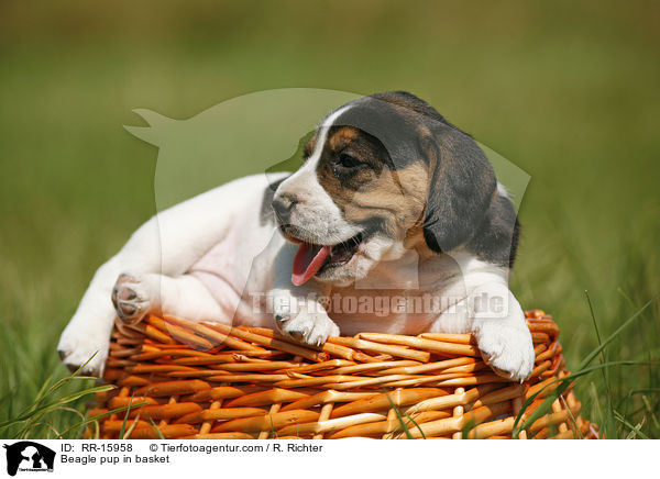 Beagle Welpe im Krbchen / Beagle pup in basket / RR-15958