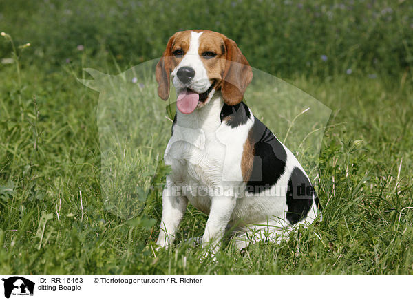sitzender Beagle / sitting Beagle / RR-16463
