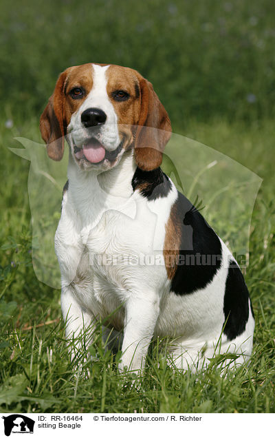 sitzender Beagle / sitting Beagle / RR-16464