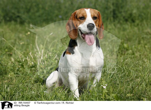 sitzender Beagle / sitting Beagle / RR-16467