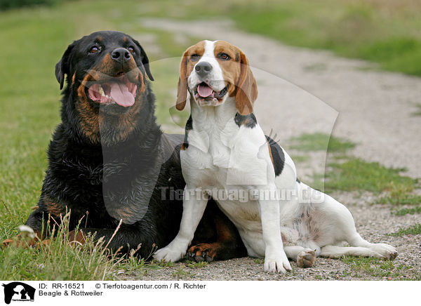 Beagle & Rottweiler / Beagle & Rottweiler / RR-16521