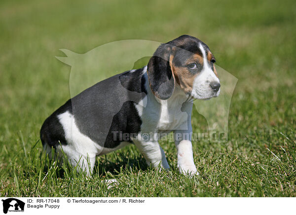 Beagle Welpe / Beagle Puppy / RR-17048