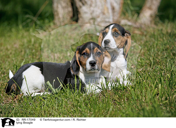 liegender Beagle / lying Beagle / RR-17049