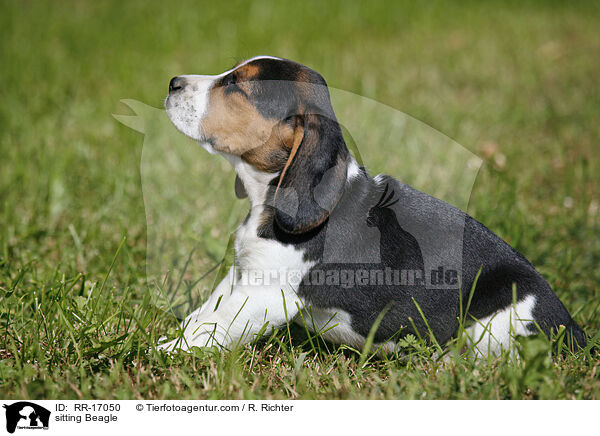 sitzender Beagle / sitting Beagle / RR-17050