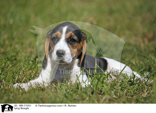 liegender Beagle / lying Beagle / RR-17051