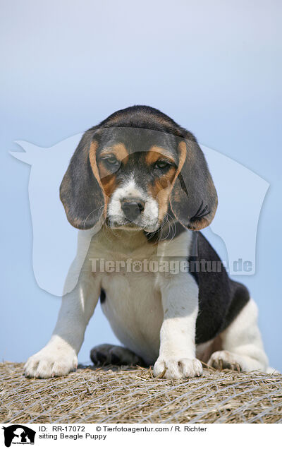 sitzender Beagle Welpe / sitting Beagle Puppy / RR-17072