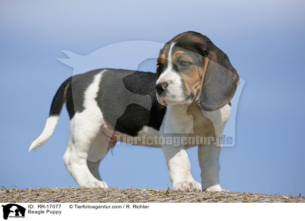 Beagle Welpe / Beagle Puppy / RR-17077