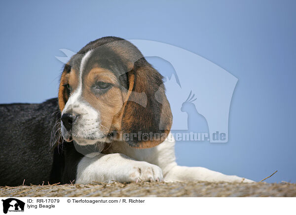 liegender Beagle / lying Beagle / RR-17079
