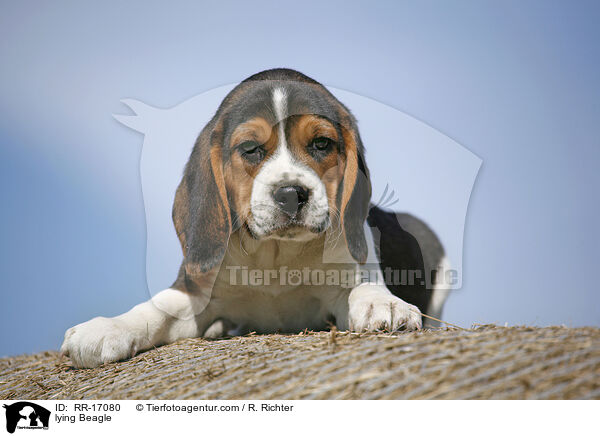 liegender Beagle / lying Beagle / RR-17080