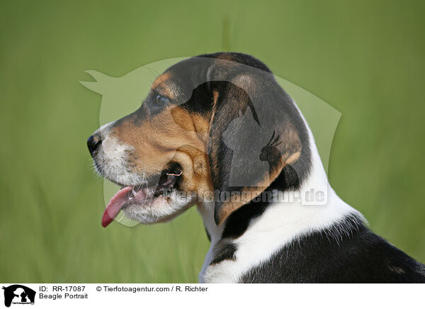 Beagle Portrait / Beagle Portrait / RR-17087