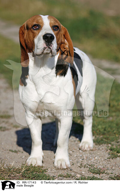 Beagle Rde / male Beagle / RR-17143