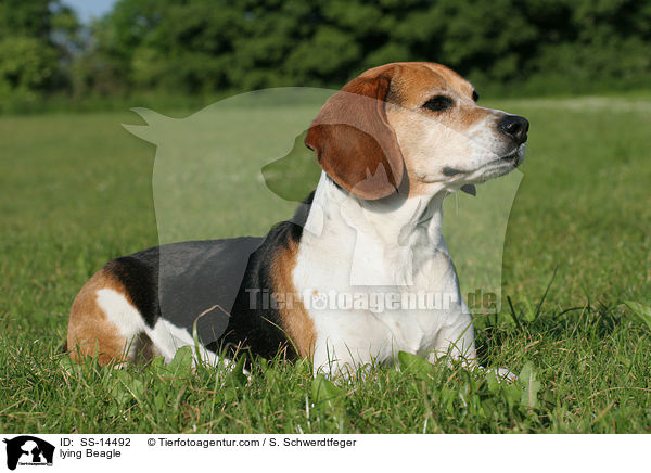 liegender Beagle / lying Beagle / SS-14492