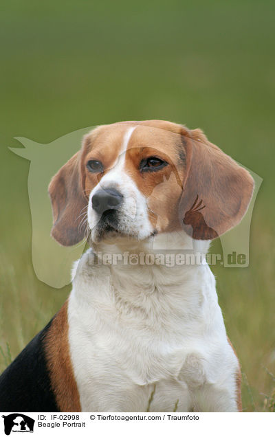 Beagle Portrait / Beagle Portrait / IF-02998