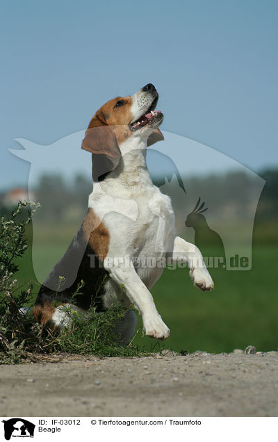 Beagle / Beagle / IF-03012