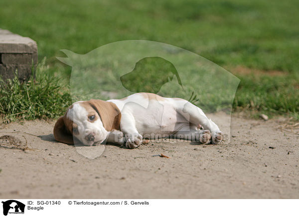 Beagle / Beagle / SG-01340