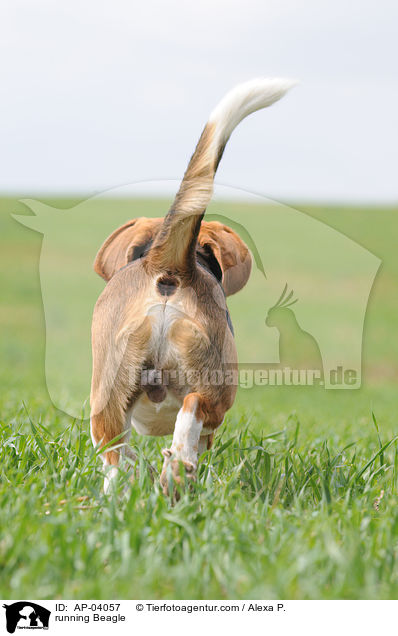 running Beagle / AP-04057