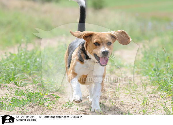 running Beagle / AP-04064