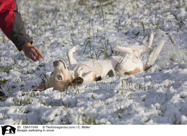 Beagle wlzt sich im Schnee / Beagle wallowing in snow / CM-01049