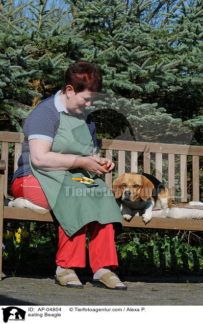 fressender Beagle / eating Beagle / AP-04804