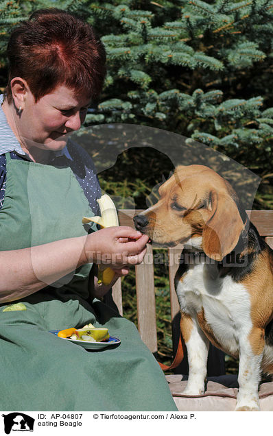 fressender Beagle / eating Beagle / AP-04807