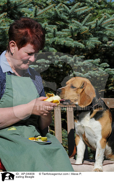 fressender Beagle / eating Beagle / AP-04808