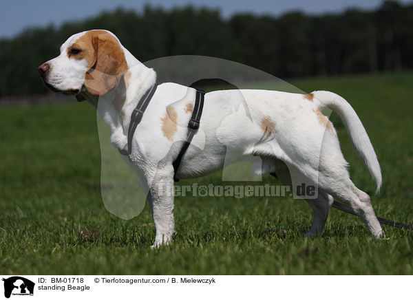 stehender Beagle / standing Beagle / BM-01718