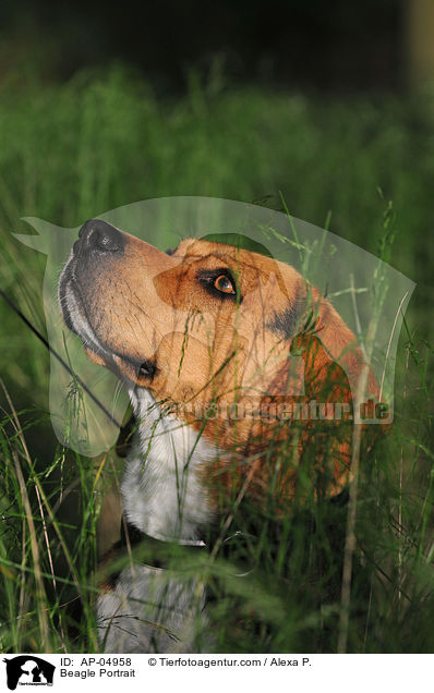 Beagle Portrait / Beagle Portrait / AP-04958