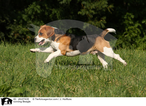 running Beagle / JH-07435