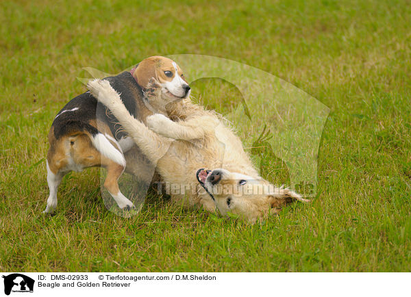 Beagle und Golden Retriever / Beagle and Golden Retriever / DMS-02933