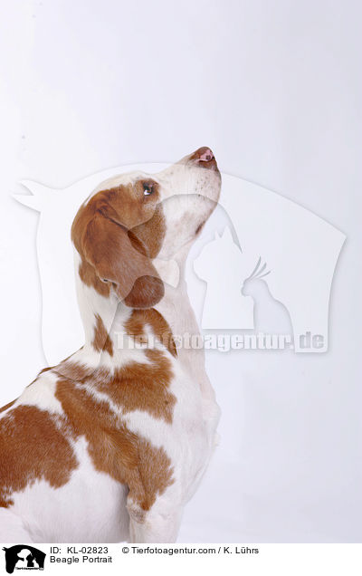 Beagle Portrait / Beagle Portrait / KL-02823