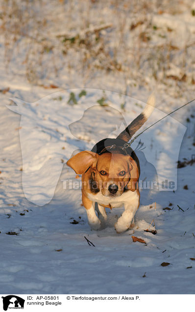 running Beagle / AP-05801