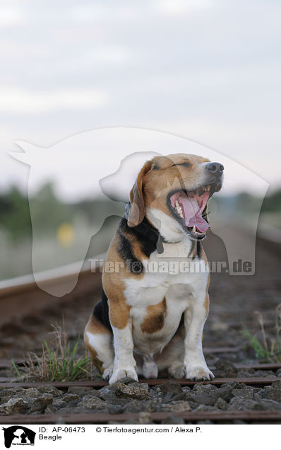 Beagle / Beagle / AP-06473