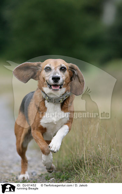 running Beagle / DJ-01452