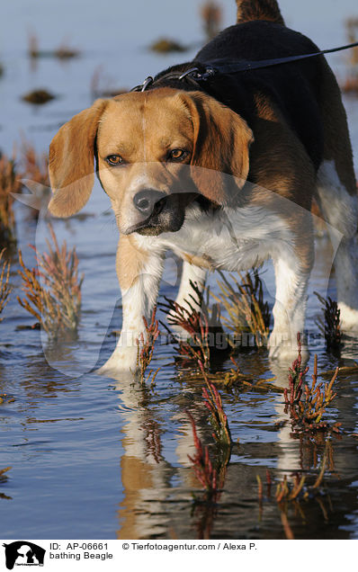 badender Beagle / bathing Beagle / AP-06661