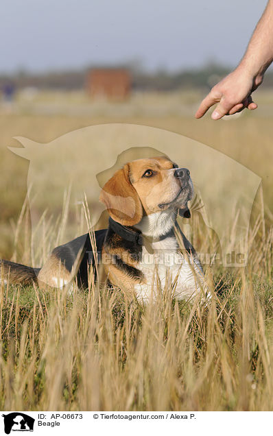 Beagle / Beagle / AP-06673