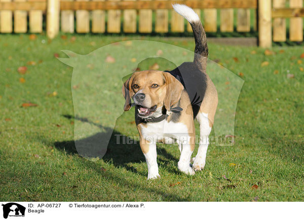 Beagle / Beagle / AP-06727