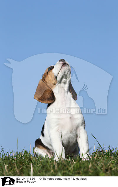 Beagle Welpe / Beagle Puppy / JH-11820