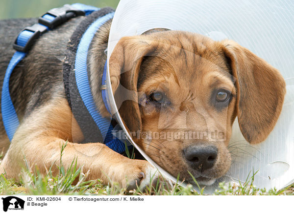 ill Beagle / KMI-02604