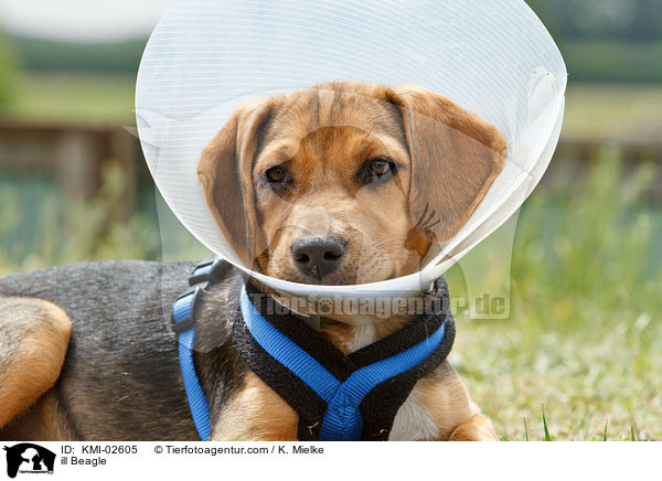ill Beagle / KMI-02605