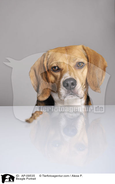 Beagle Portrait / Beagle Portrait / AP-09535