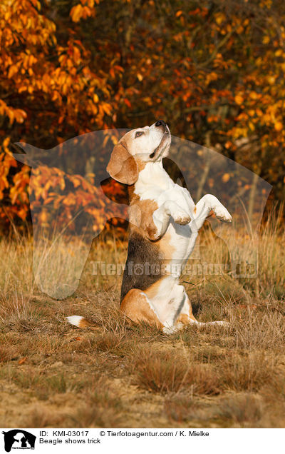Beagle macht Mnnchen / Beagle shows trick / KMI-03017