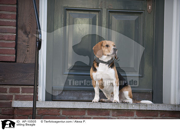 sitzender Beagle / sitting Beagle / AP-10505