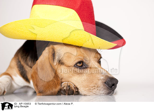 liegender Beagle / lying Beagle / AP-10853