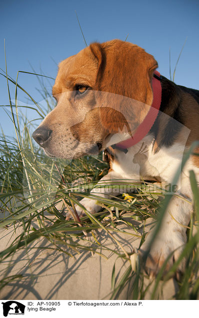 liegender Beagle / lying Beagle / AP-10905